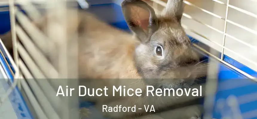  Air Duct Mice Removal Radford - VA